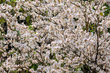 10 WHITE ORCHID TREE Bauhinia Alba syn Variegata Candida Hawaiian Mountain Ebony Camel's Foot Butterfly Flower Tree Hummingbird Seed